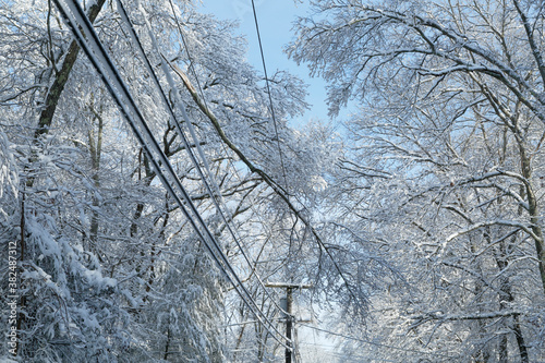 Tree Limb on Wires photo