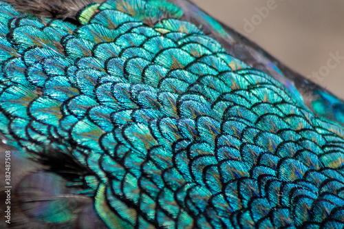 Fototapeta Naklejka Na Ścianę i Meble -  peacock feather close up