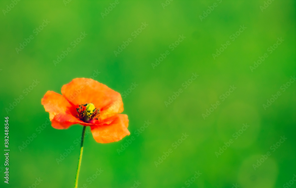 Fototapeta premium Isolated poppy on a green background. 