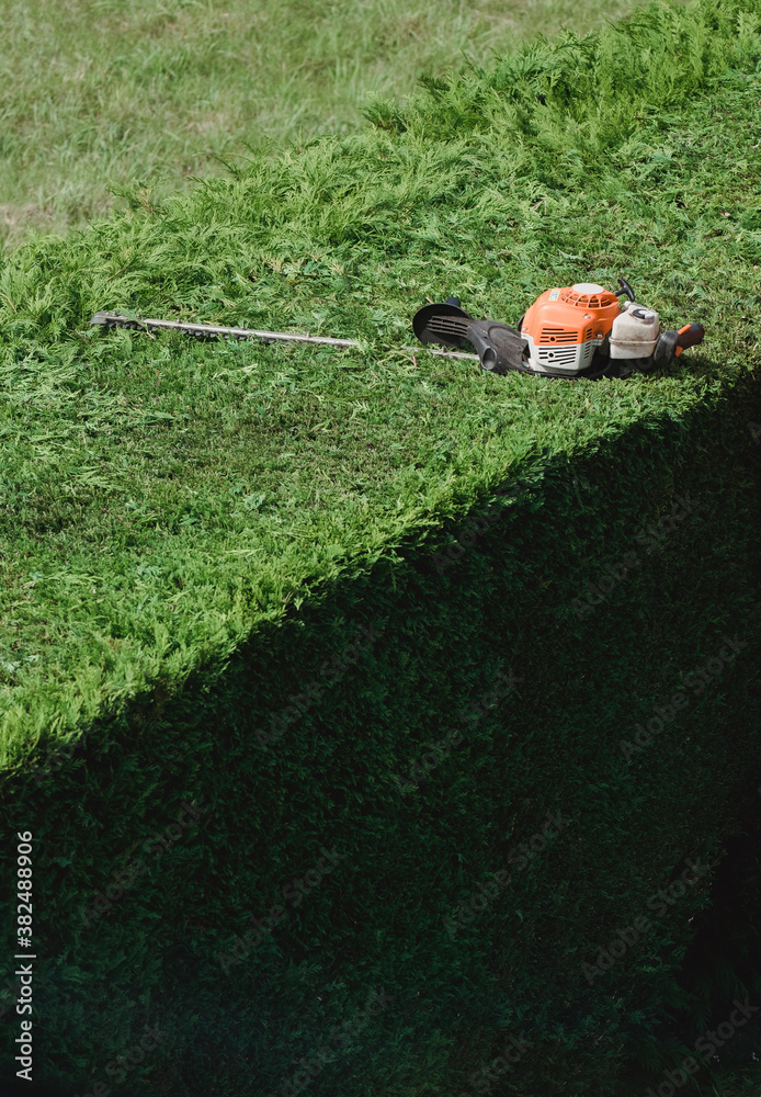 Petrol hedge trimmer sitting on top of a half cut hedge. Petrol hedge trimmer sitting on top of a half cut hedge.