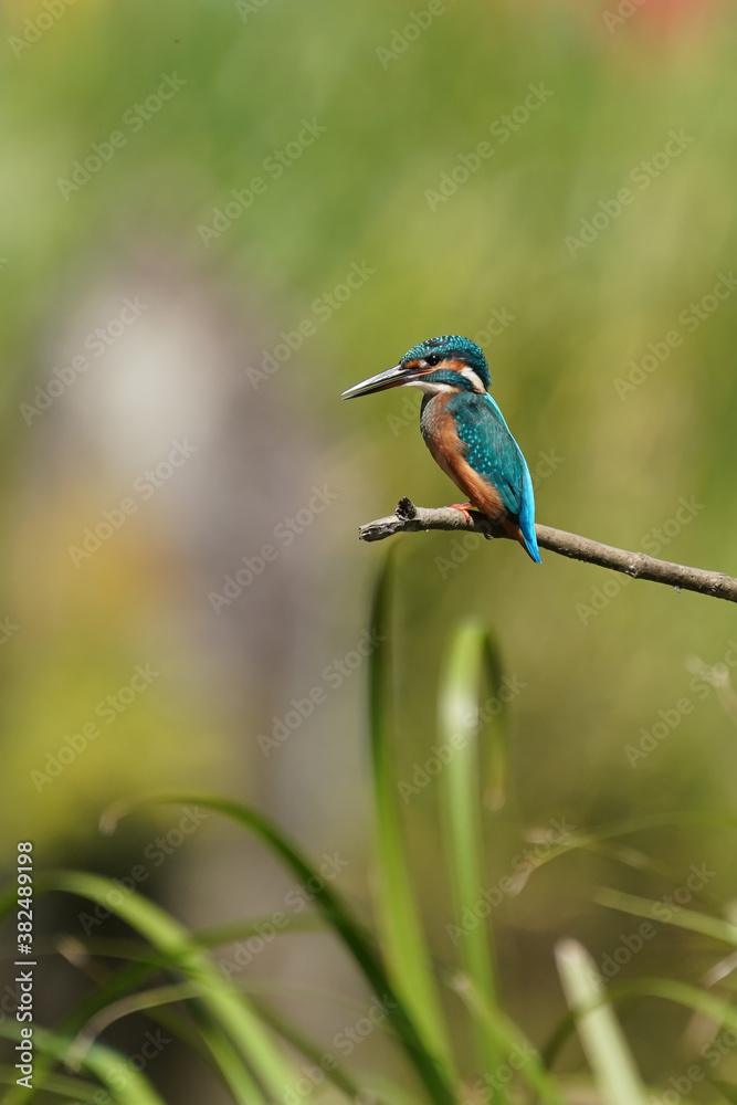 common kingfisher on branch