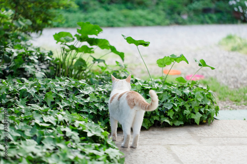 Rear sight of cat exploring garden photo