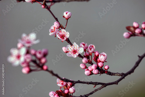 Fruits blossom. Flowers on the tree.