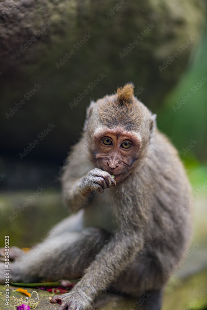 Monkey forest, Bali Indonesia Monkey forest, Bali Indonesia
