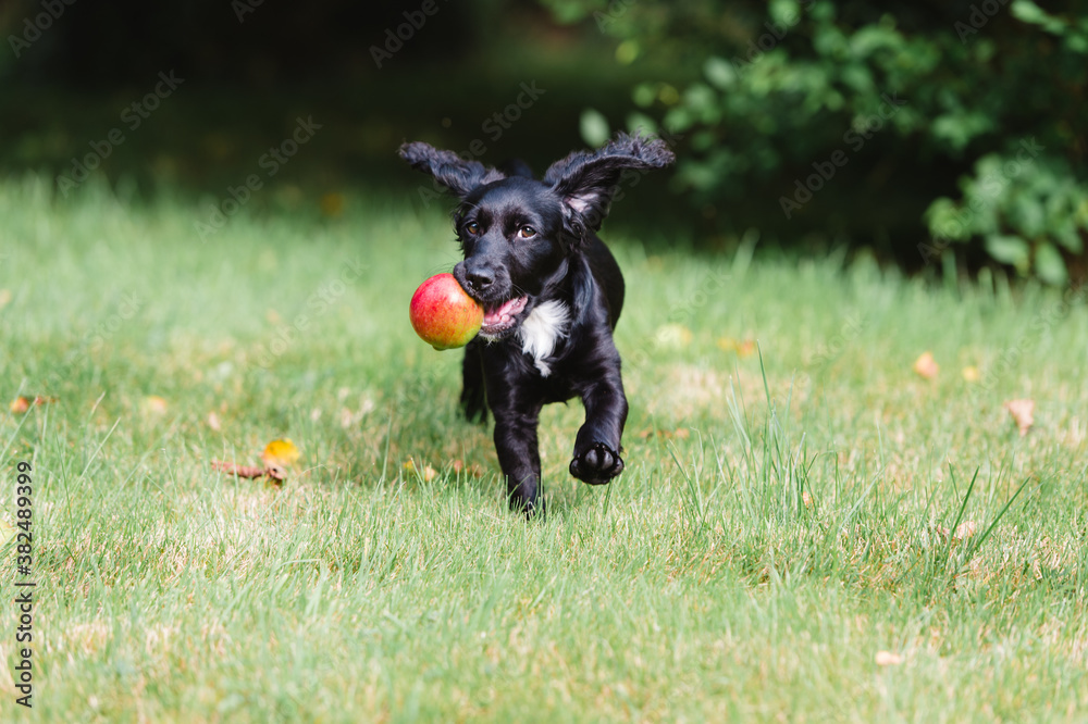 Adorable puppy carrying apple in her mouth Adorable puppy carrying apple in her mouth