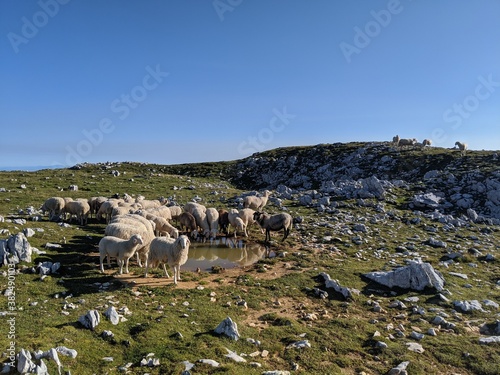 Flock of sheep in the mountains drinking from a pond