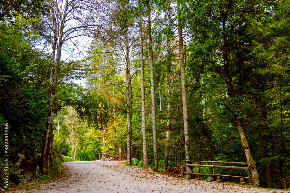 Fototapeta premium footpath in the forest