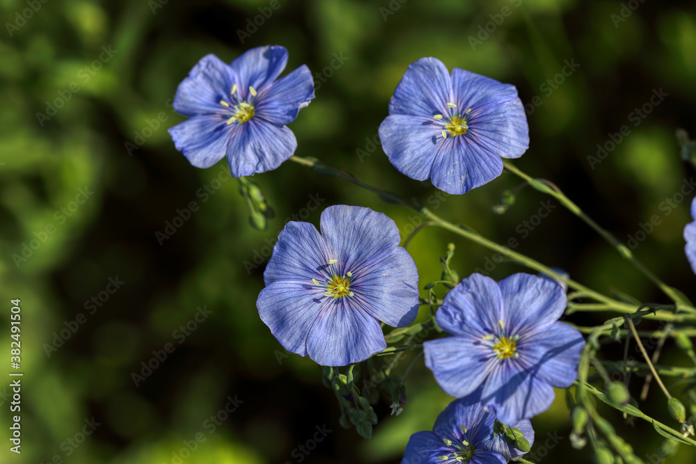 Blue flowers in spring, Flax (Linum usitatissimum) flowers 