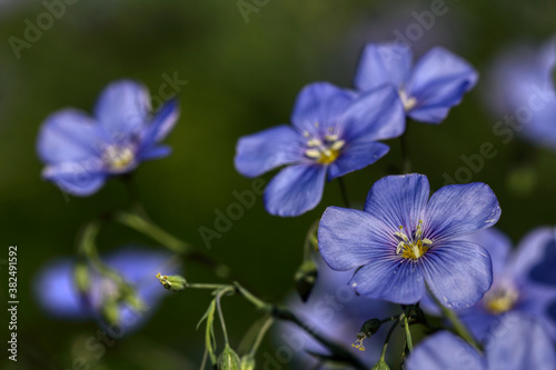 Blue flowers in spring, Flax (Linum usitatissimum) flowers 