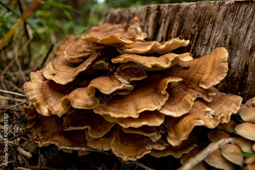 Sideview with layers of a brown toadstool mushroom on a left over tree trunk stump. Autumn fall season concept.