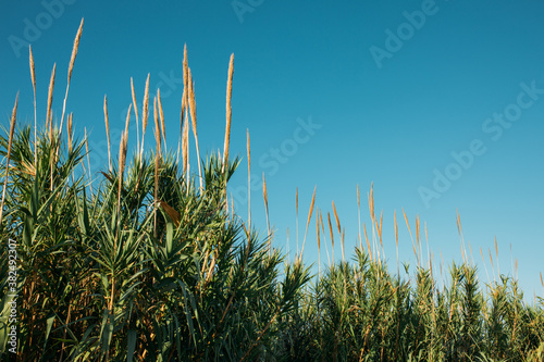 Bamboo Grass