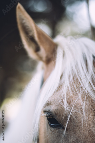 Close up of a palomino horse photo