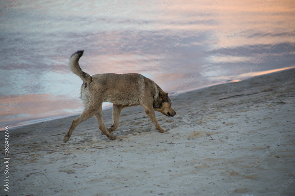 Stray hungry dog ​​on the street