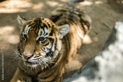 Tiger Cub photo