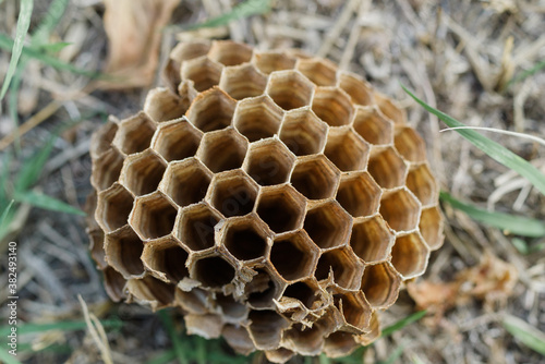 Empty vespa crabro nest photo