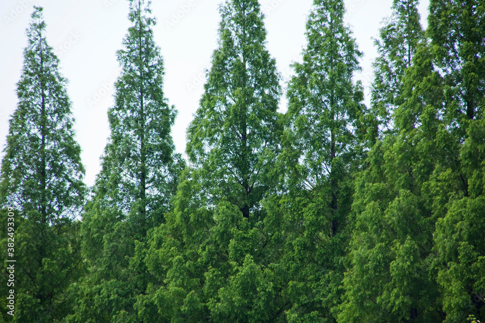 Obraz premium メタセコイア