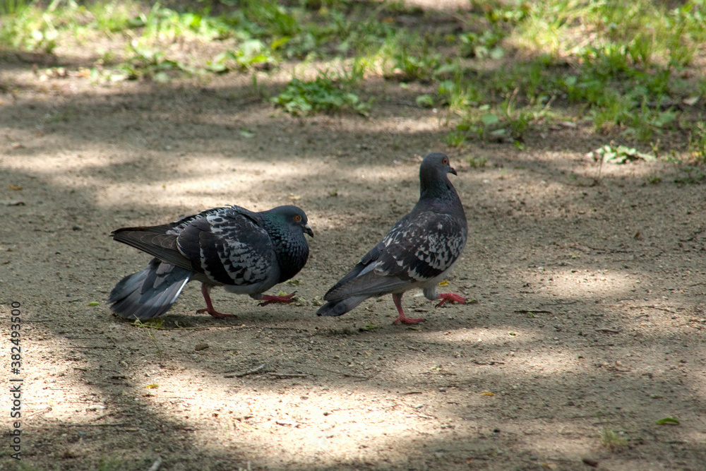 Obraz premium 公園の鳩