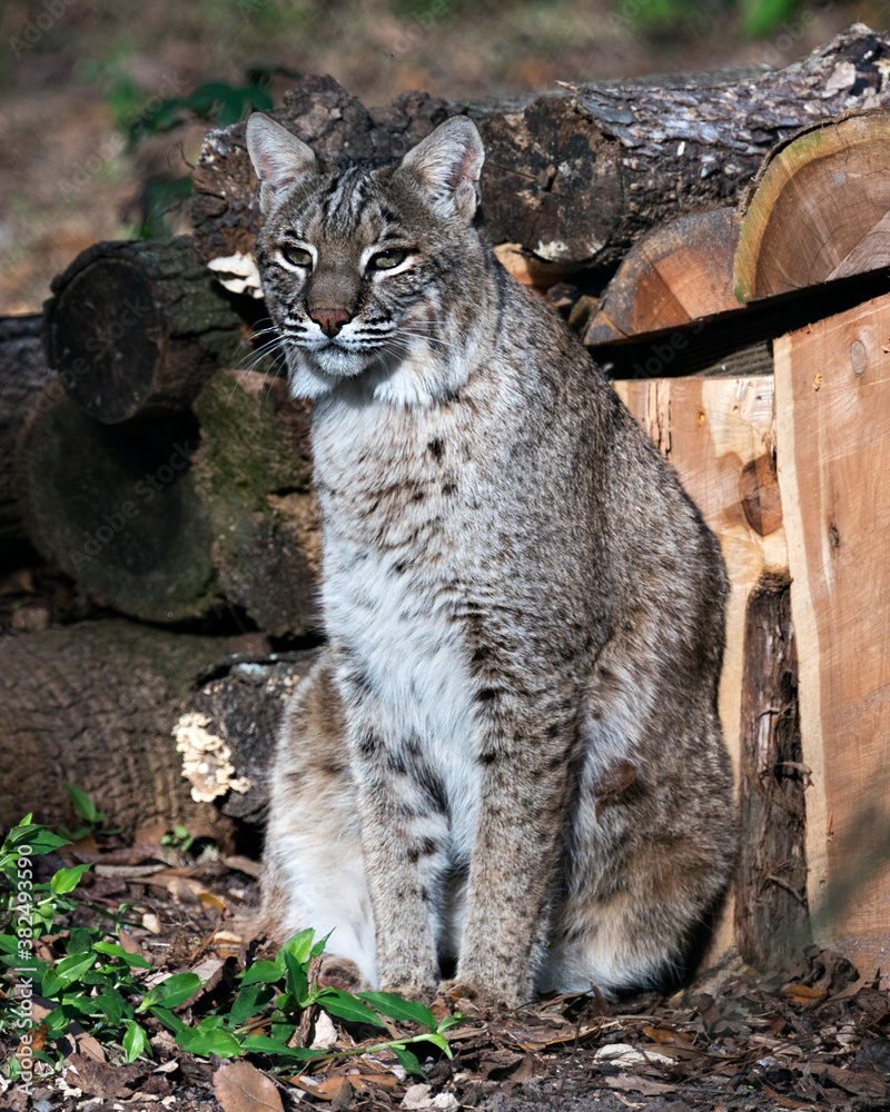 Bobcat Animal Stock Photos Bobcat Displaying Brown Fur Head Ears Bobcat Animal Stock Photos Bobcat Displaying Brown Fur Head Ears