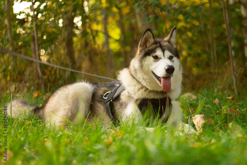 Beautiful young dog of breed Alaskan Malamute in the rays of the sun on a background of greenery and grass