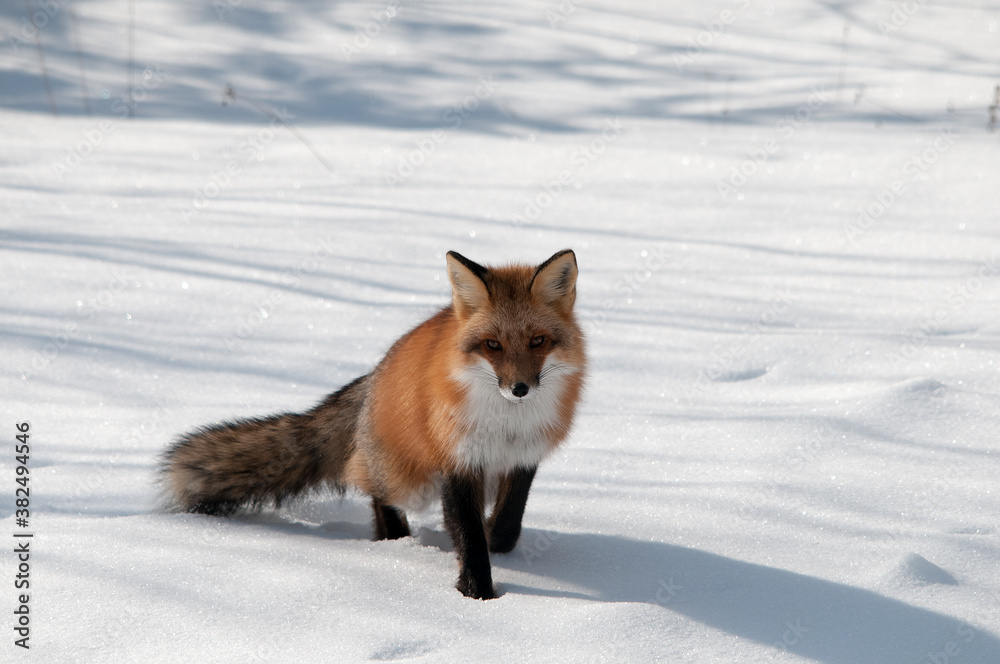 Red Fox Stock Photo. Red Fox in the forest in the winter season enjoying its habitat and environment displaying fox tail, fox fur with a snow background. Fox image. Fox picture. Red Fox Stock Photo. Red Fox in the forest in the winter season enjoying its habitat and environment displaying fox tail, fox fur with a snow background. Fox image. Fox picture.