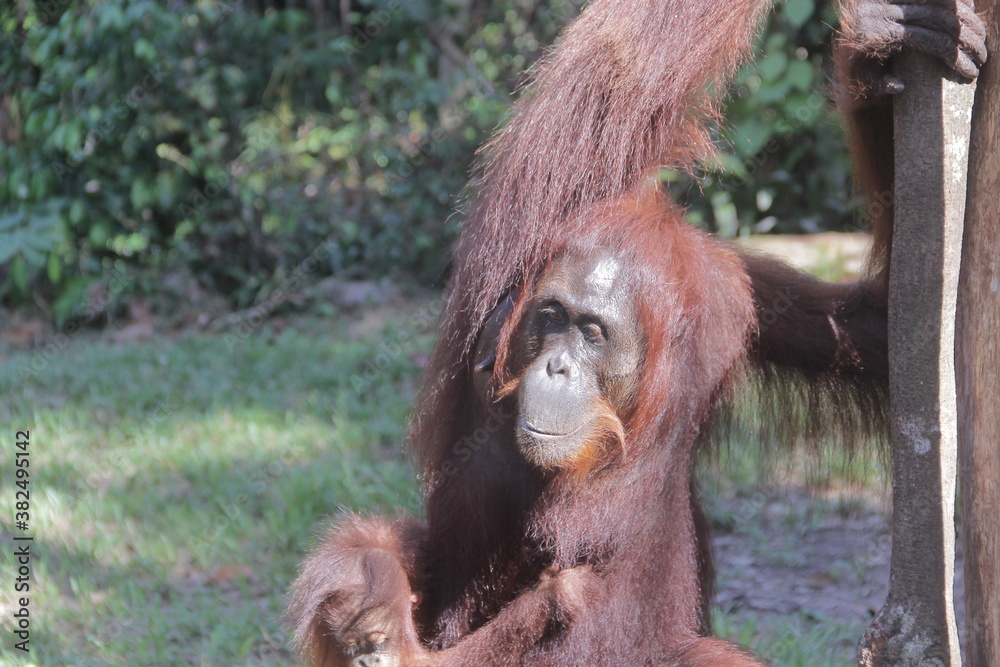 Obraz premium orangutan with baby