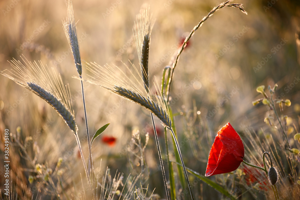 Fototapeta premium Poppy flowers in spring, may