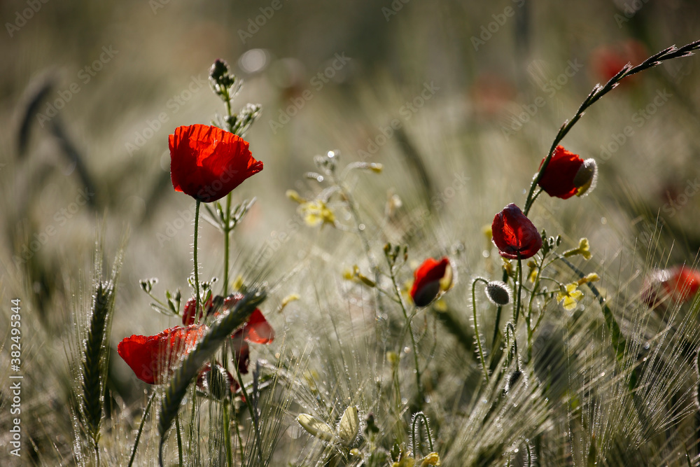 Fototapeta premium Poppy flowers in spring, may