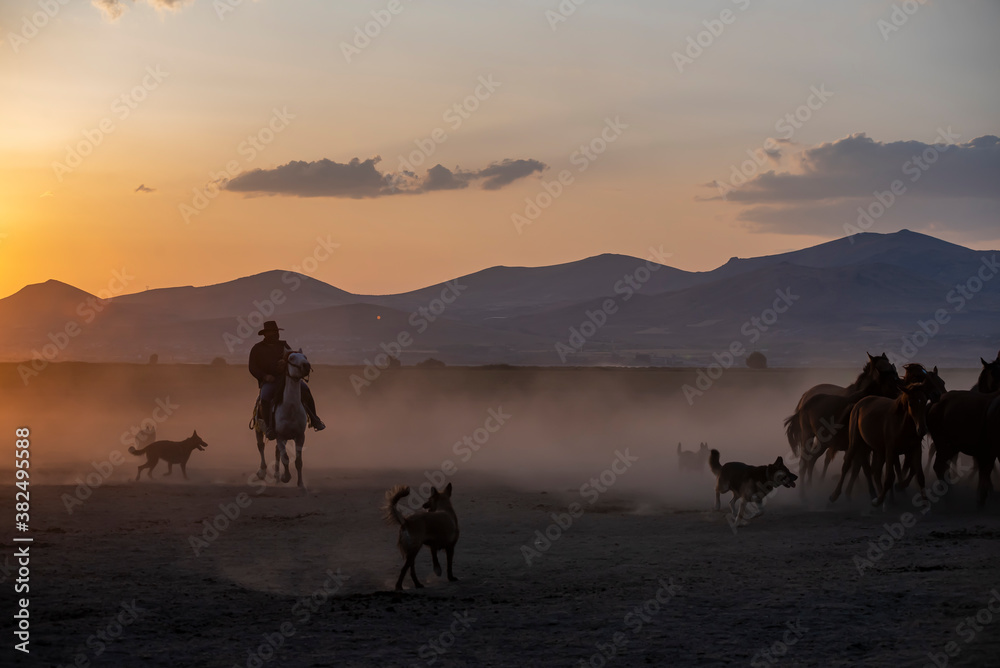 Wild horses run in foggy at sunset. Wild horses are running in dust. Near Hormetci Village, between Cappadocia and Kayseri, Turkey Wild horses run in foggy at sunset. Wild horses are running in dust. Near Hormetci Village, between Cappadocia and Kayseri, Turkey