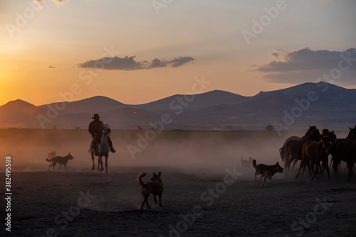 Wild horses run in foggy at sunset. Wild horses are running in dust. Near Hormetci Village  between Cappadocia and Kayseri  Turkey