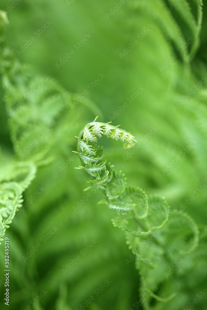 Vibrant Green Ostrich Ferns Unfurling On A Spring Day Vibrant Green Ostrich Ferns Unfurling On A Spring Day
