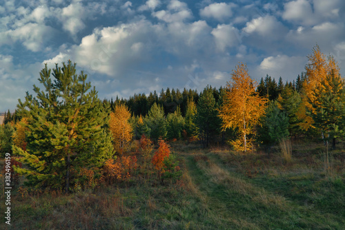 Beautiful landscape in autumn birch grove. Autumn, yellow and red forest, nature autumn landscape.