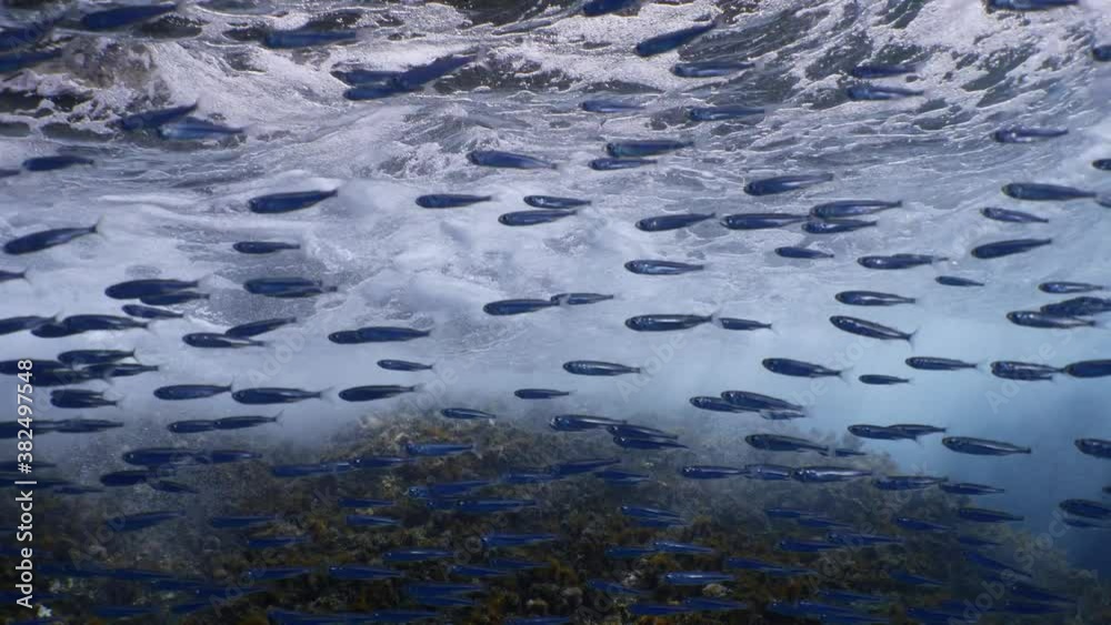 fish school underwater around the rocks sun beam sunrays blue water ocean scenery fish school underwater around the rocks sun beam sunrays blue water ocean scenery