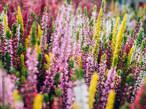 Colourful heather photo