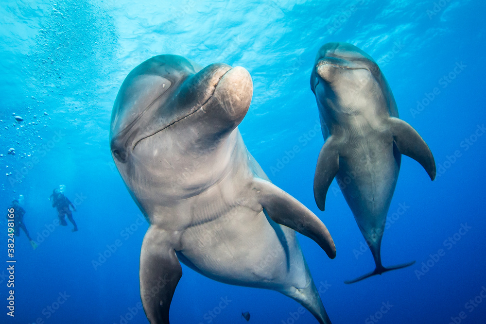 Naklejka premium Couple of dolphin