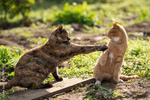 Two cat’s are fighting. Don’t touch me. A turtle-colored cat fights with a ginger cat. Two cats. Social distance concept photo