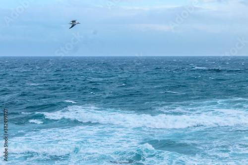Ondas do mar a bater em rochas e uma gaivota voando