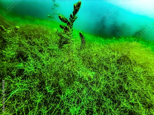 grass in the wind