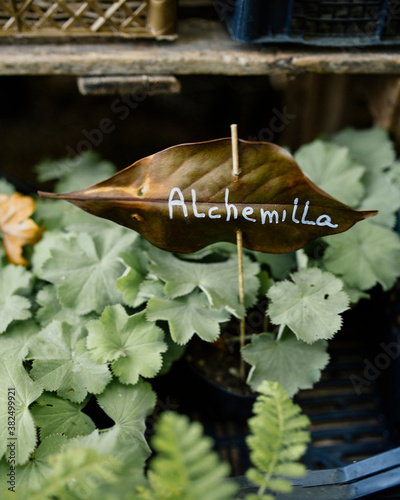 Name Alchemilla (lady's mantle) written on leaf on toothpick inside pot photo