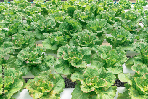 green house vegetable farm