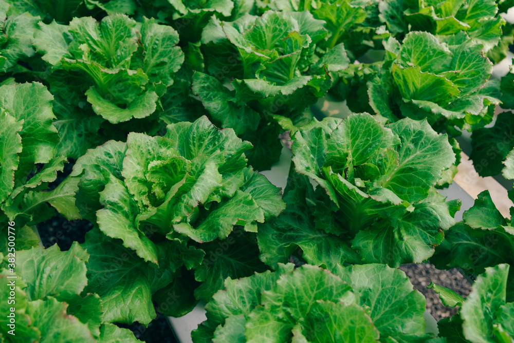green house vegetable farm green house vegetable farm