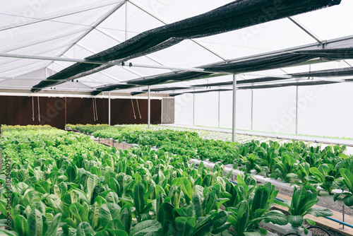 green house vegetable farm photo