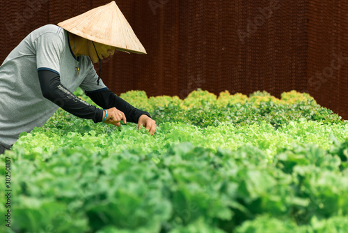 vegetable farm photo