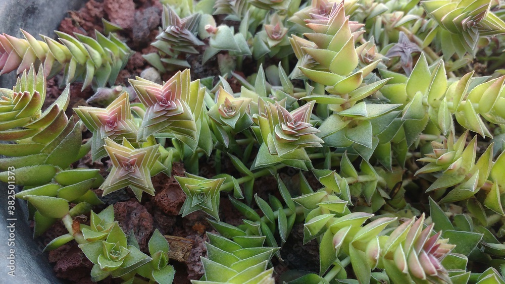Obraz premium Crassula capitella (Llamas Rojas)
