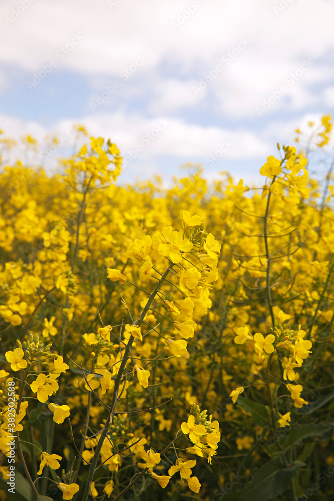 Field of canola flowers in bloom in country Victoria, Australia Field of canola flowers in bloom in country Victoria, Australia