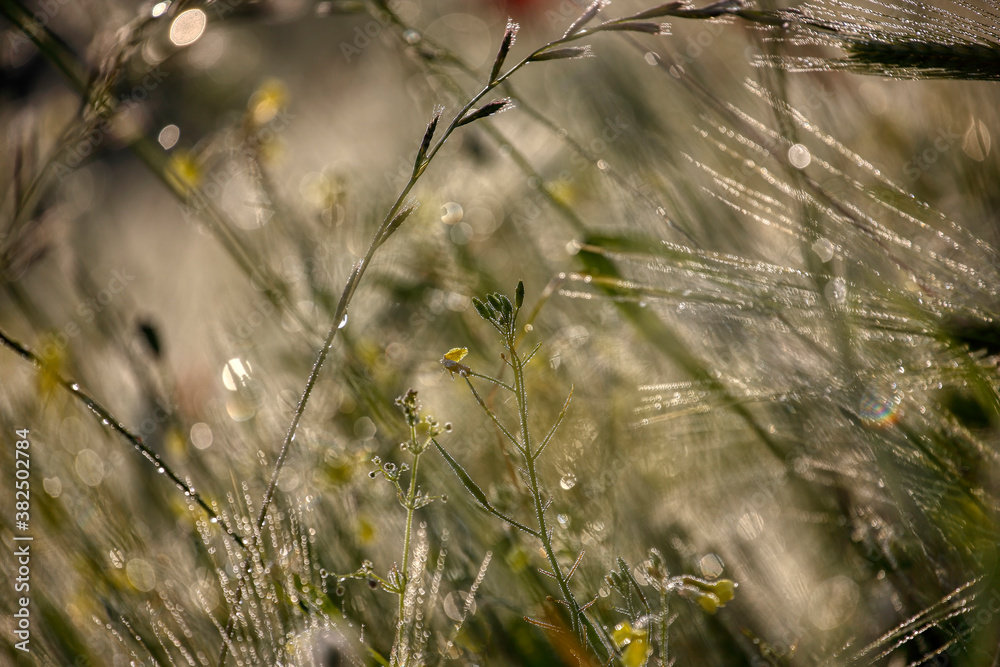 Morning, green grass, dew drops and bokeh Morning, green grass, dew drops and bokeh