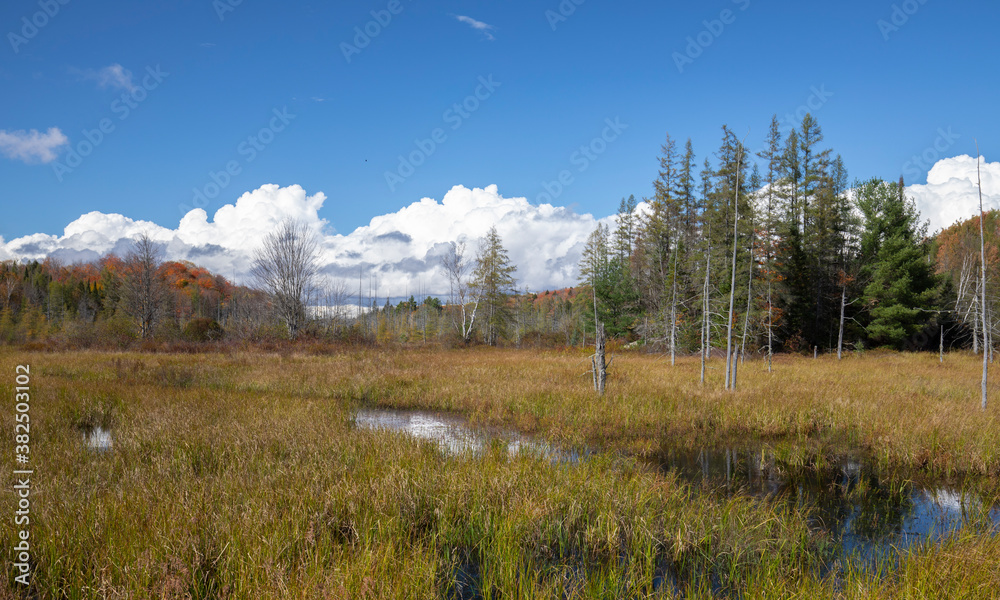 autumn colors in a meadow in Muskoka under blue skies

