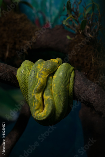 boa snake photo