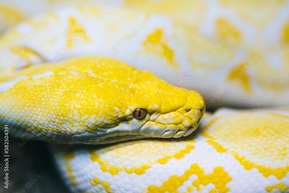 boa snake Stock Photo | Adobe Stock