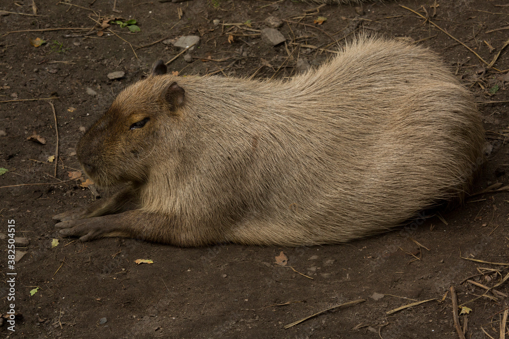 The capybara (Hydrochoerus hydrochaeris) in zoo. The capybara (Hydrochoerus hydrochaeris) in zoo.