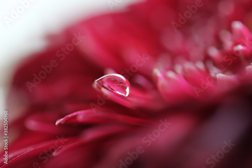 Water drop on flower petal